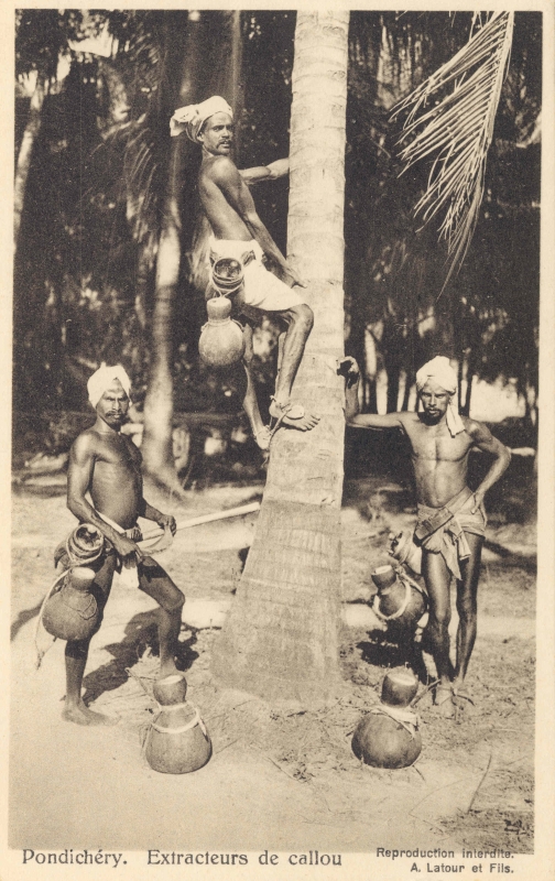 15-29 - Pondichery - extraction de callou - 2